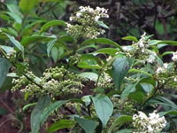 Gaultheria fragrantissima